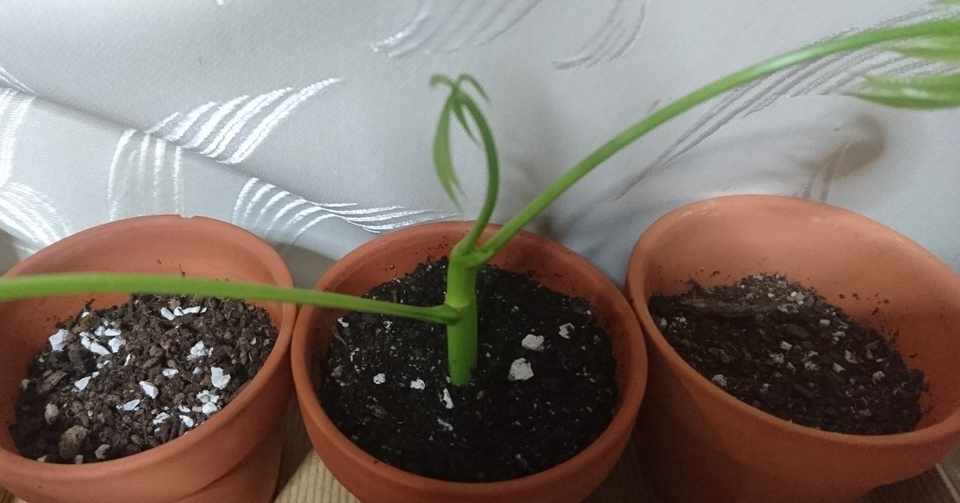 とうとう発根促進剤に手を出してしまいました Moipe Note