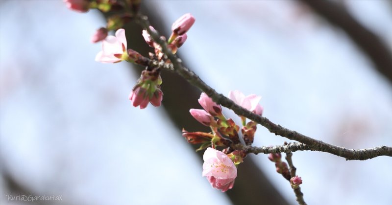 お花