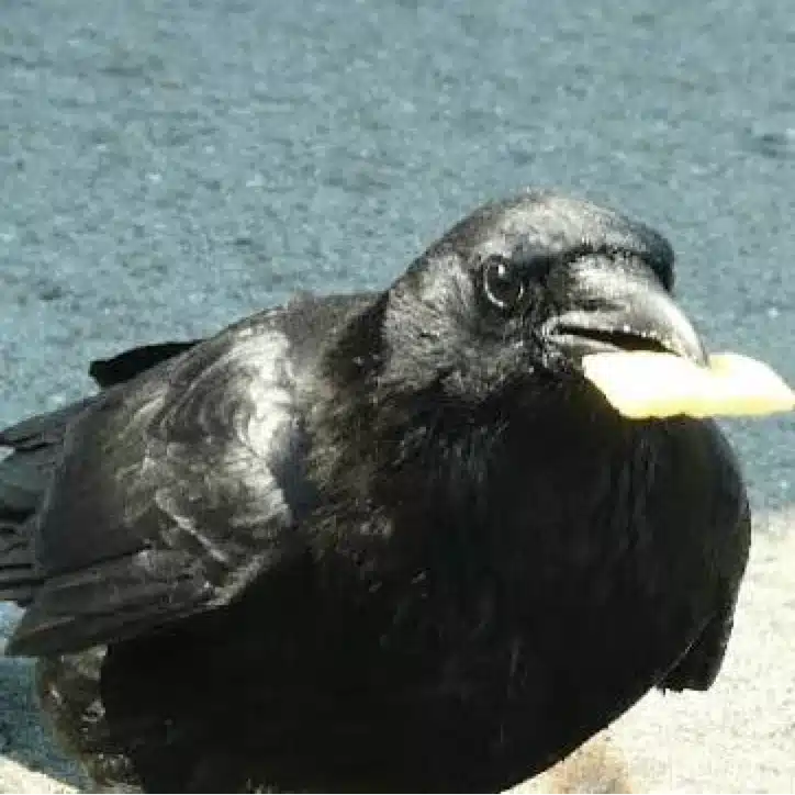 はづろ