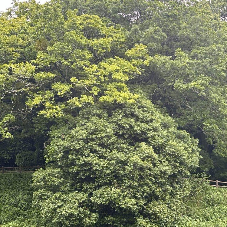 ☀️雨上がりの朝、今日も歩く。みてくださいよ、4月の紅葉もいい感じです！お花が咲いて、誰が見んのよとかじゃないんですよね（笑）こうやって、誰が見るとか見ないとか関係なく美しい花を咲かせます。種を存続させるために。