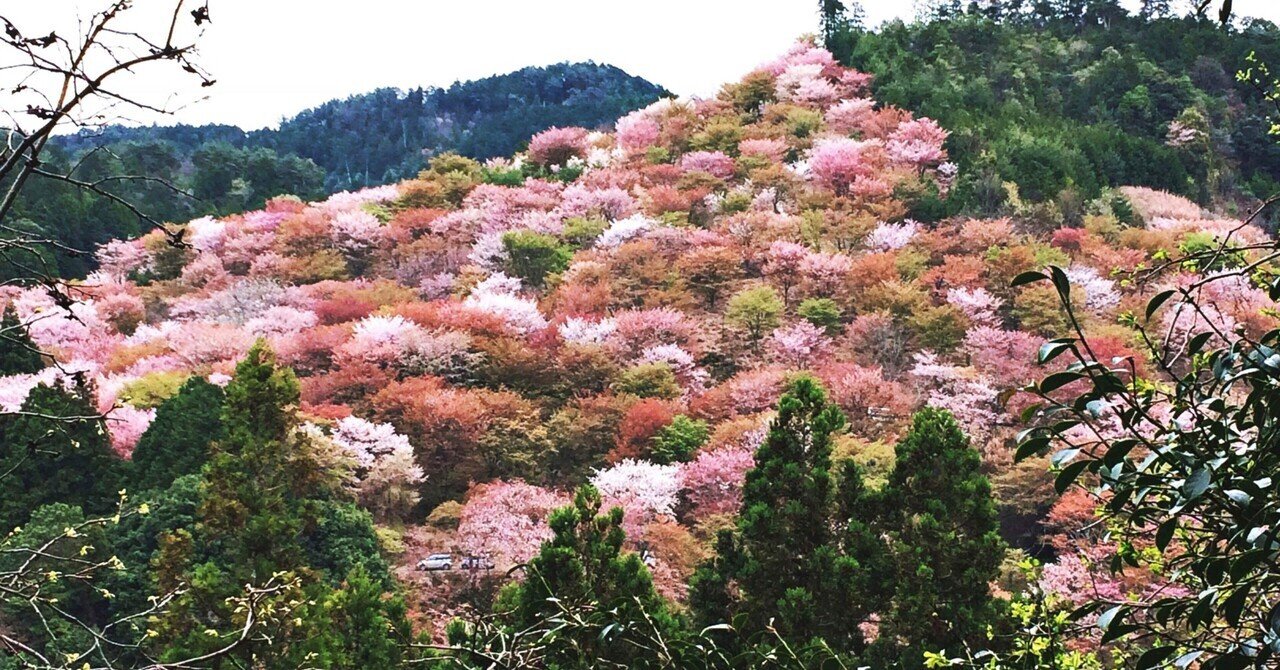 いつかもう一度見に行きたい桜、その2(吉野山)。｜いろ