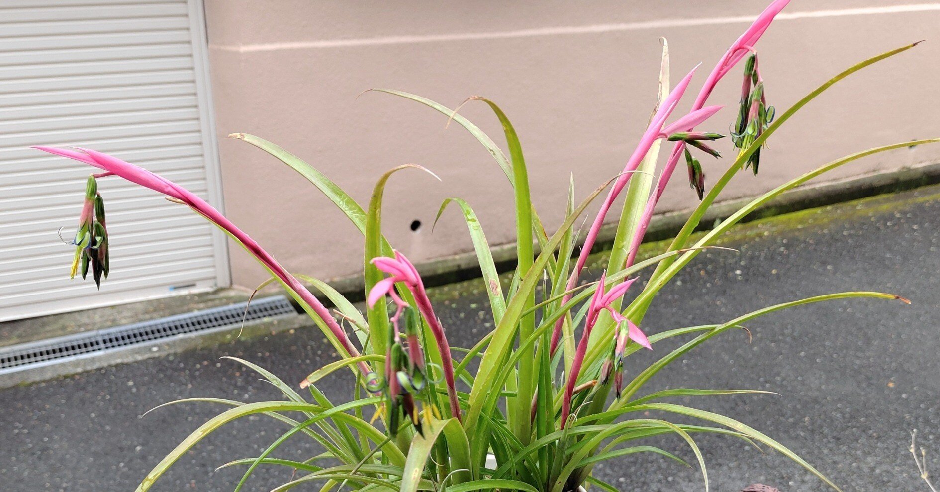 ヨウラクツツアナナス｜かえる