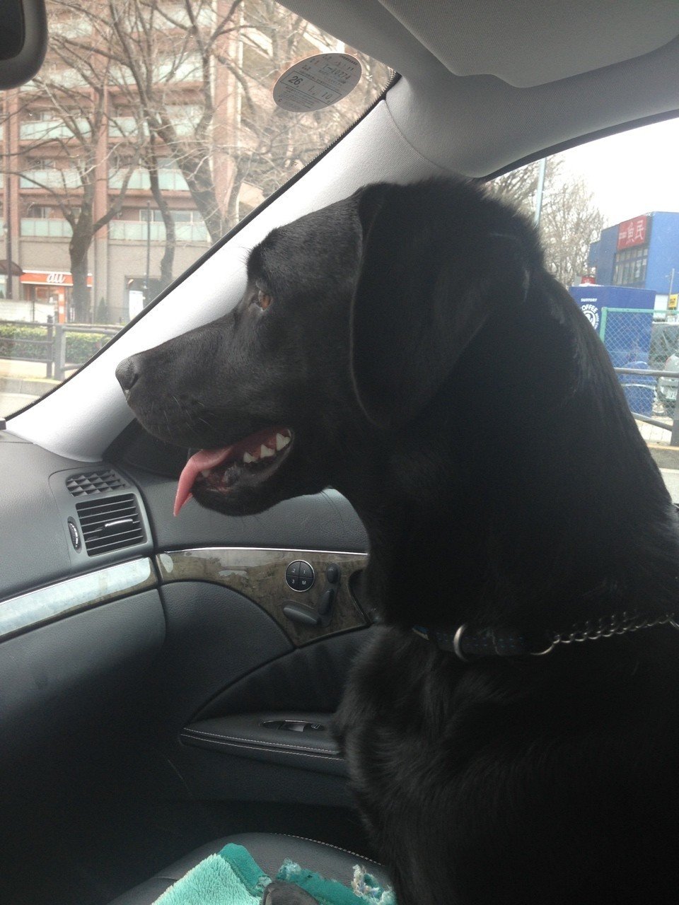 黒ラブの話をしましょう Duchess Note