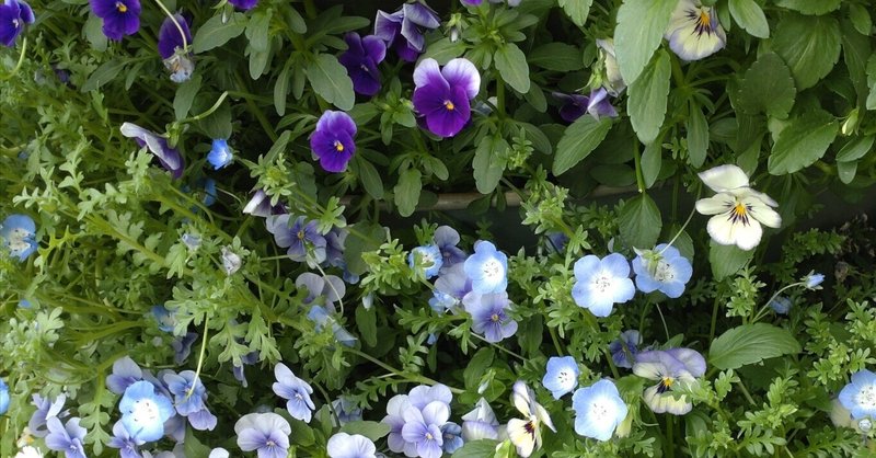 青い花たち