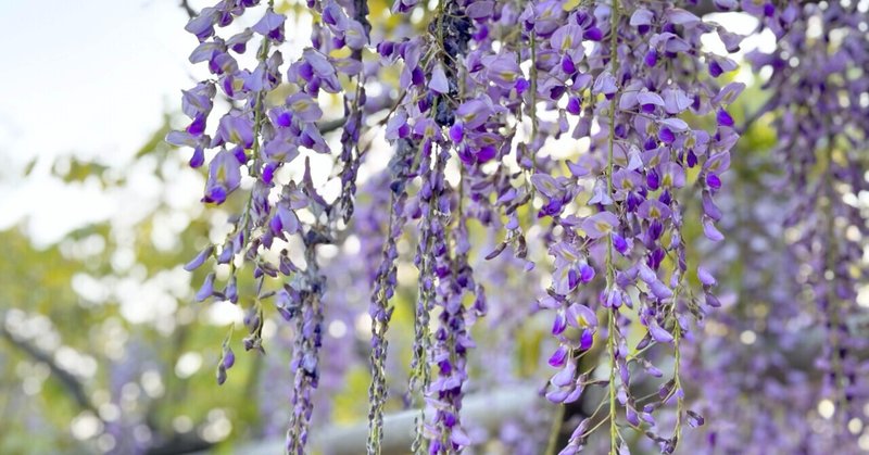 4月の花・植物の俳句（季節を味わう#0055）
