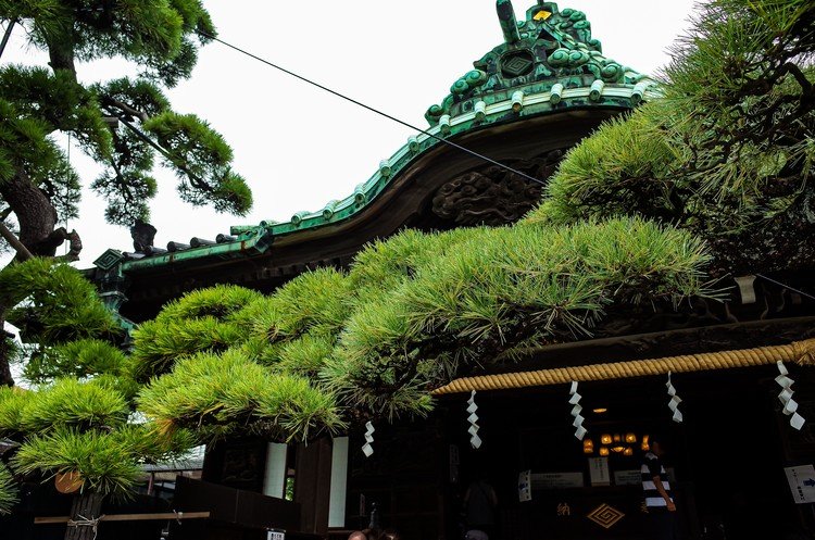“Zui-Ryuu-Matsu”, the Pine Tree of Dragon, @ “Taishakuten”, Daikyo-ji Temple, Shibamata, Tokyo.