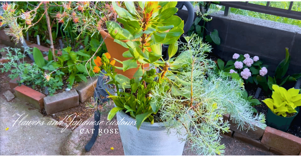 オージープランツの寄植えと林檎の花｜Cat rose 「ガーデニングブログ