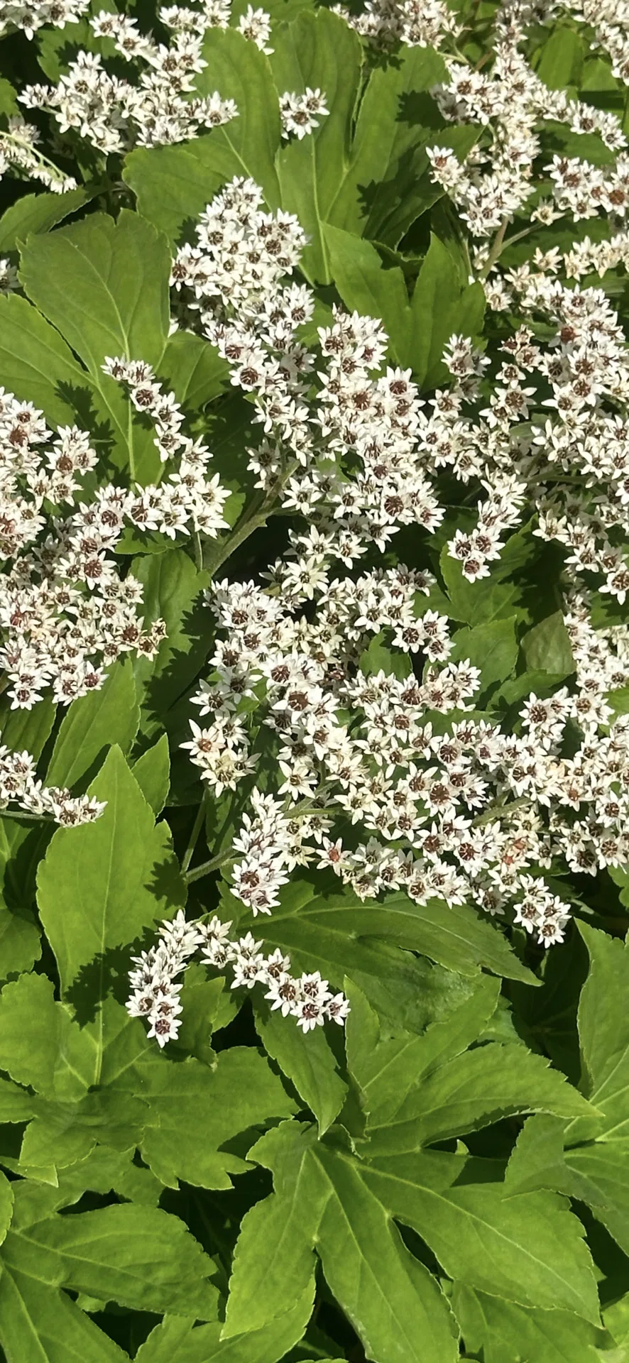 石化丹頂草｜EGGSEED