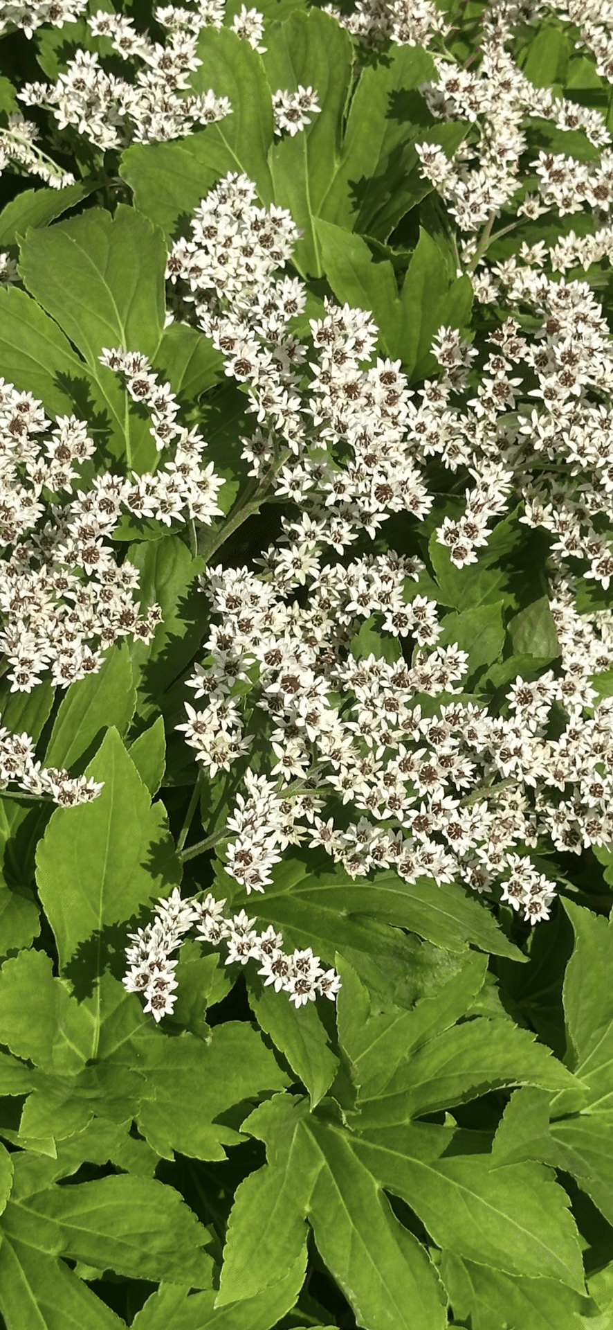 石化丹頂草｜EGGSEED