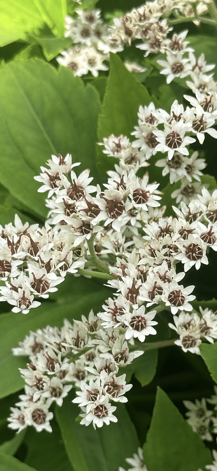 石化丹頂草｜EGGSEED