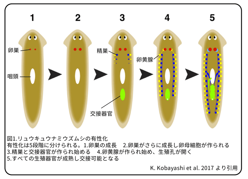 プラナリアの有性化物質 アミノ酸の不思議 論文紹介 かわいせーざん 基礎研究っておもしろい 生物編 Note プラナリアの有性化物質 アミノ酸の不思議 論文紹介 かわいせーざん 基礎研究っておもしろい 生物編 Note