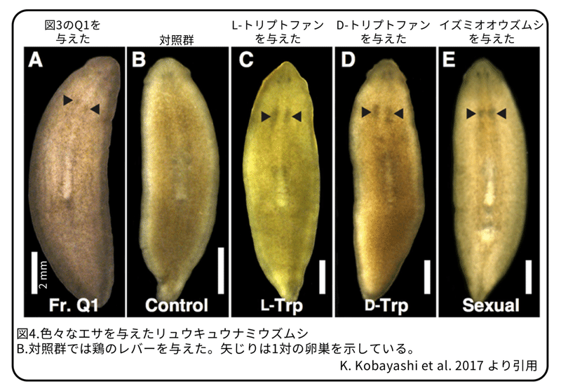 プラナリアの有性化物質 アミノ酸の不思議 論文紹介 かわいせーざん 基礎研究っておもしろい 生物編 Note プラナリアの有性化物質 アミノ酸の不思議 論文紹介 かわいせーざん 基礎研究っておもしろい 生物編 Note