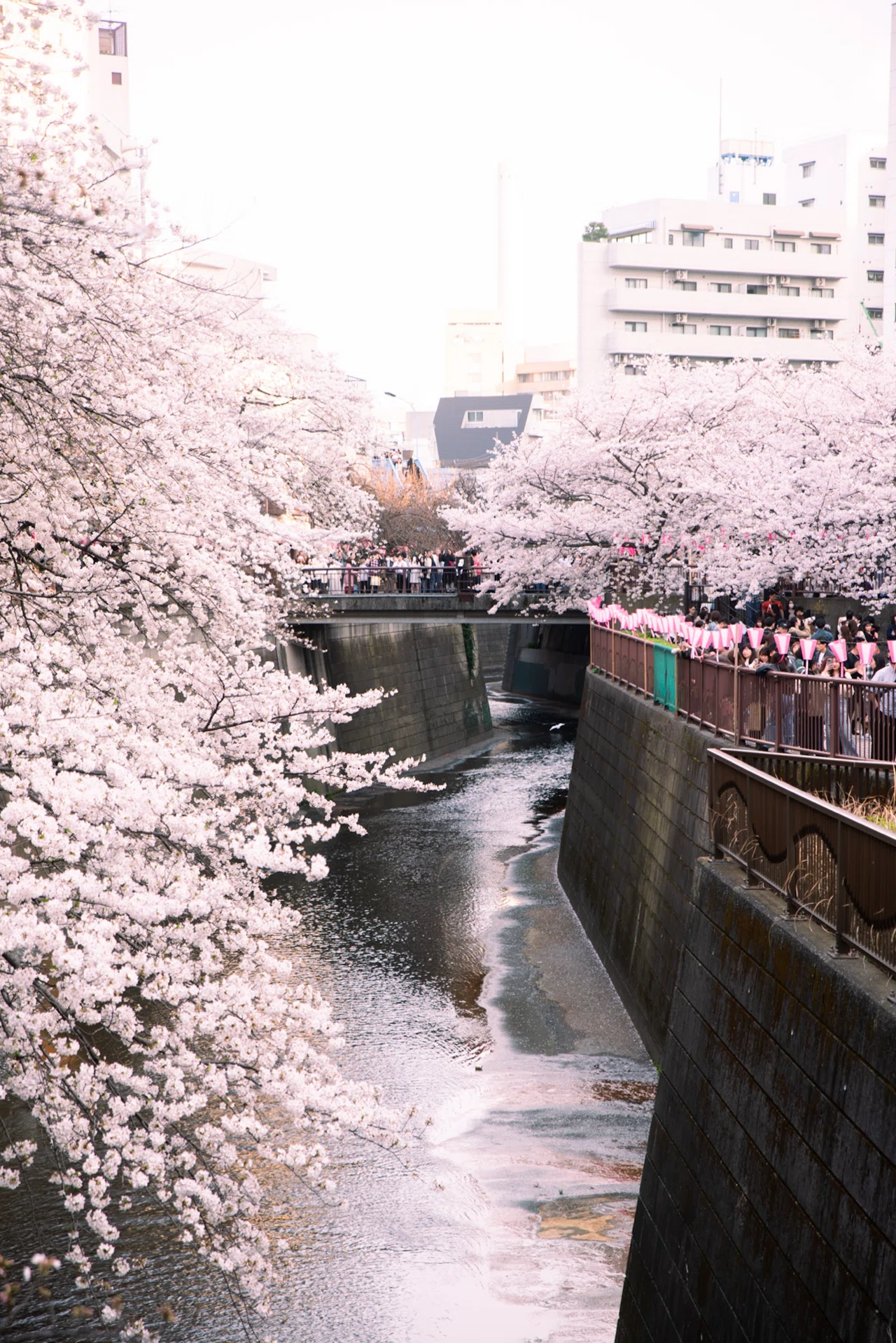 僕のフォトアルバム】4月編 - 目黒川の桜、表参道・原宿｜PP0 a.k.a