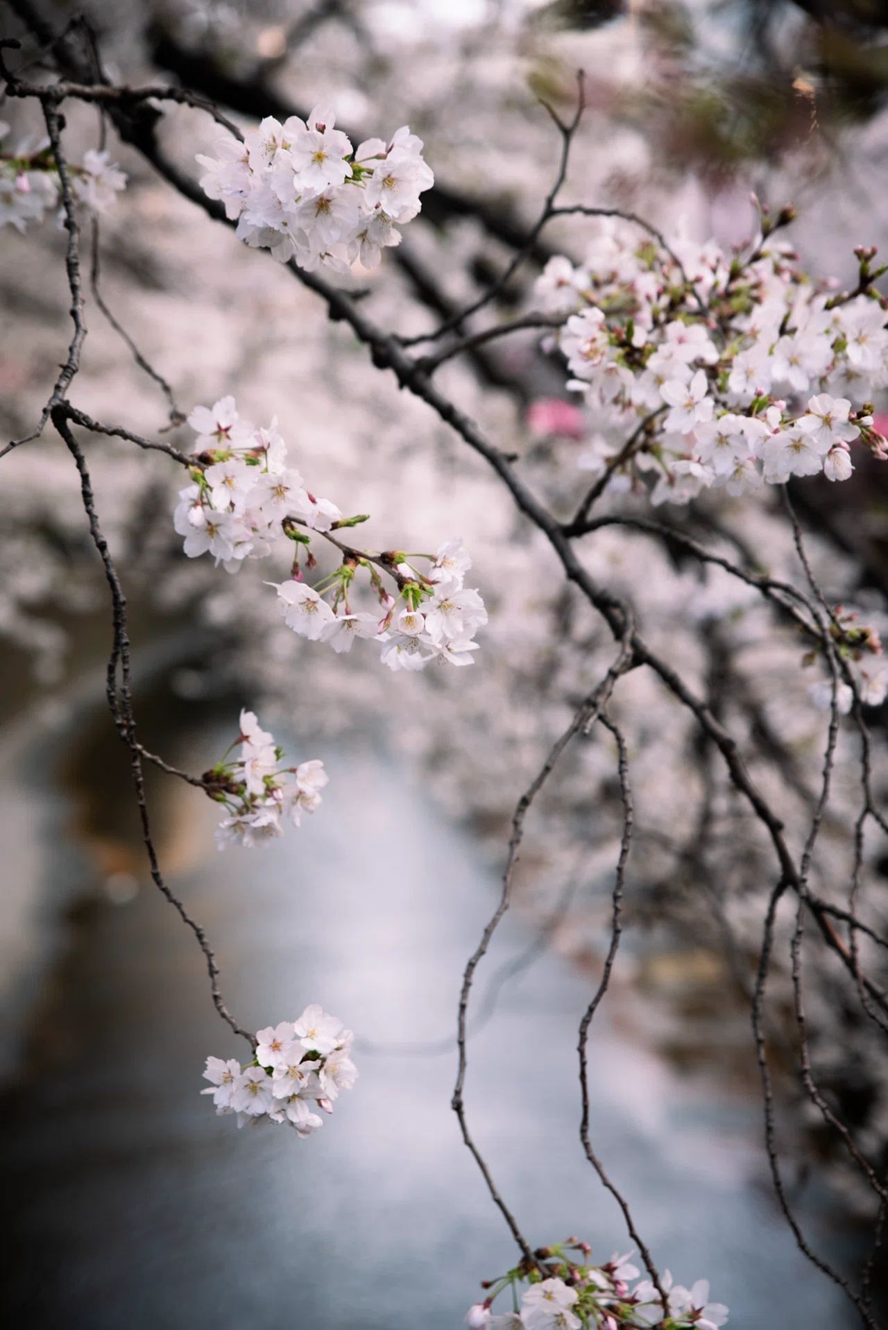 ハイクオリティ ブラックフラワーアゲート スフィア 大輪の桜 夜桜瑪瑙 僕のフォトアルバム】4月編 - 目黒川の桜、表参道・原宿｜PP0 a.k.a