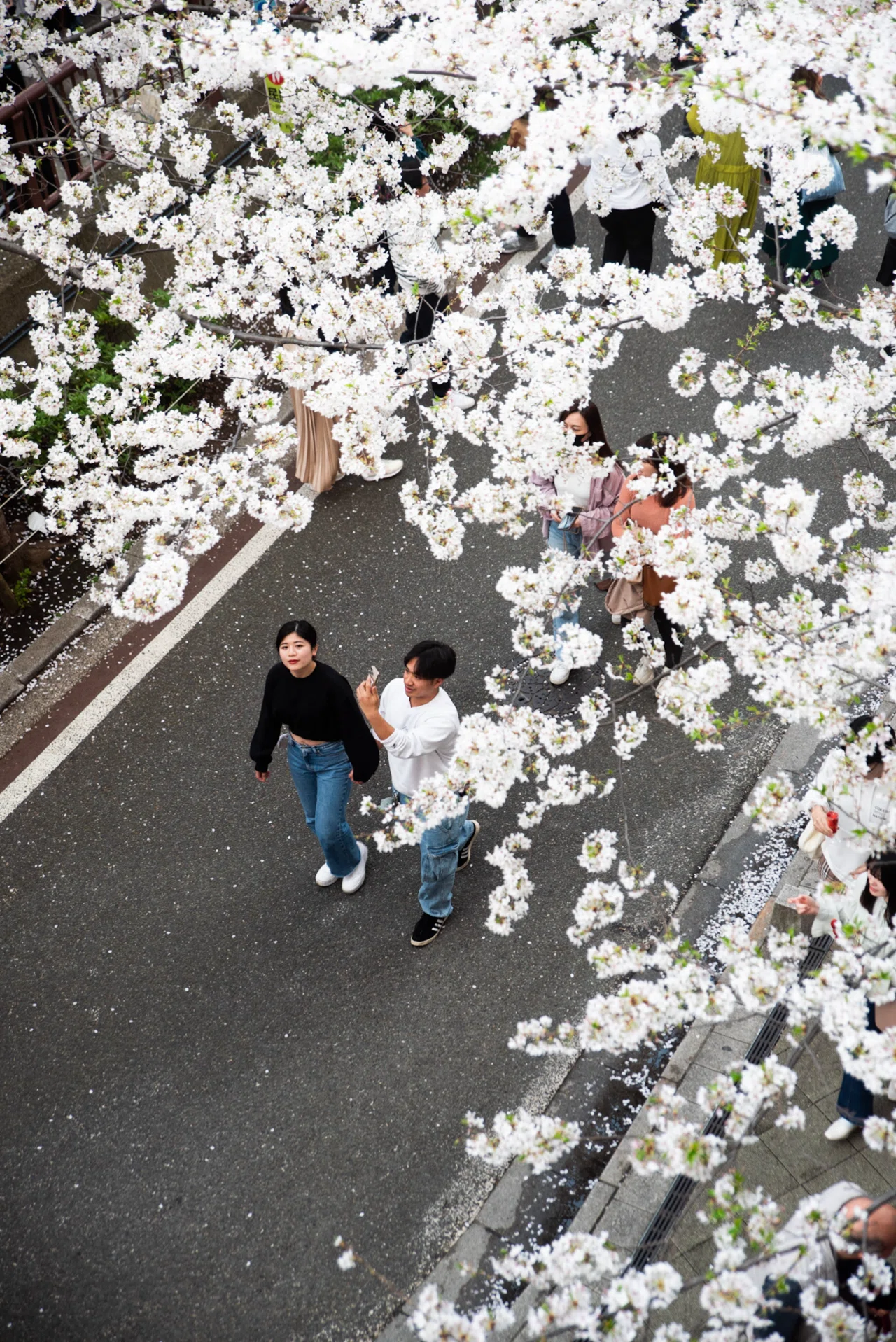 僕のフォトアルバム】4月編 - 目黒川の桜、表参道・原宿｜PP0 a.k.a