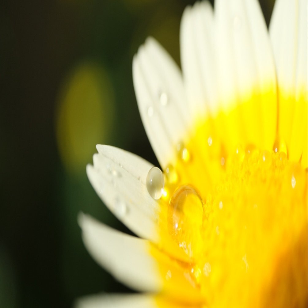 春に咲く菊の花？｜ベランダ菜園｜ハタモト