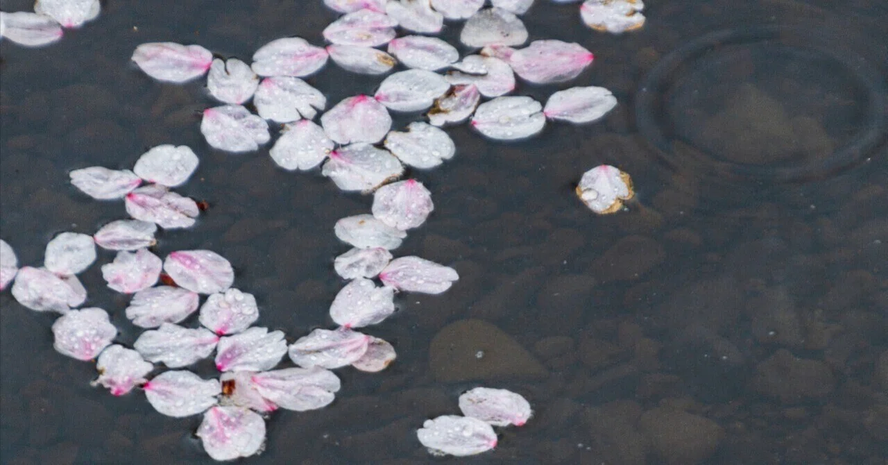 Photo Story|桜流-さくらながし-/Sakuranagasi|AkiirO