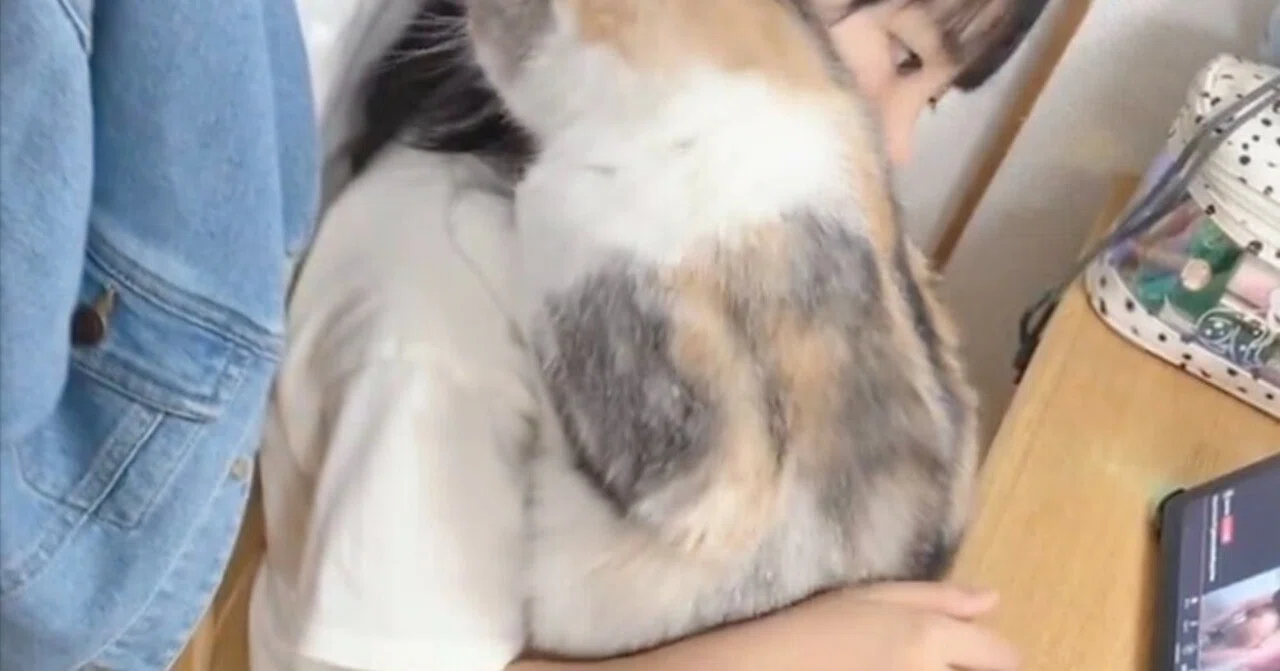 お風呂上がりの娘さんにスキスキが止まらない猫ちゃん、あまりの求愛っ