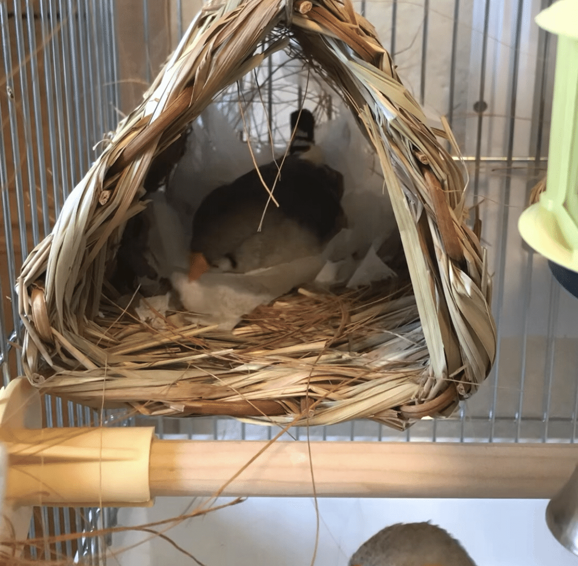 天然 希少 鳥の巣 インテリア ハタオリドリ科 メス 天然 希少 鳥の巣 インテリア ハタオリドリ科 メス