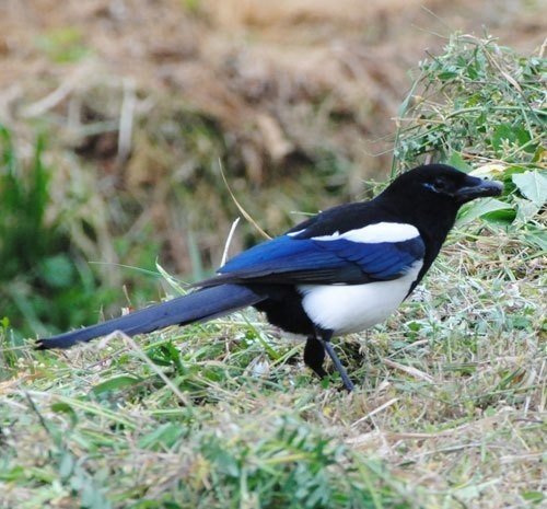 第491回 Jリーグと野鳥のマスコット 翆野 大地 Note