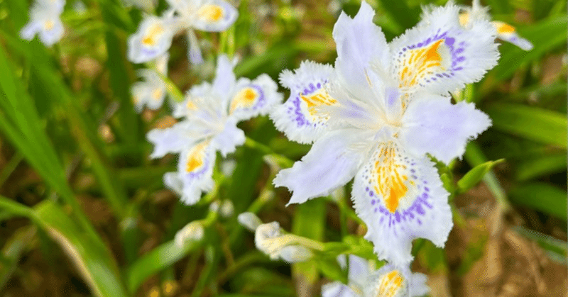 4月24日 シャガ