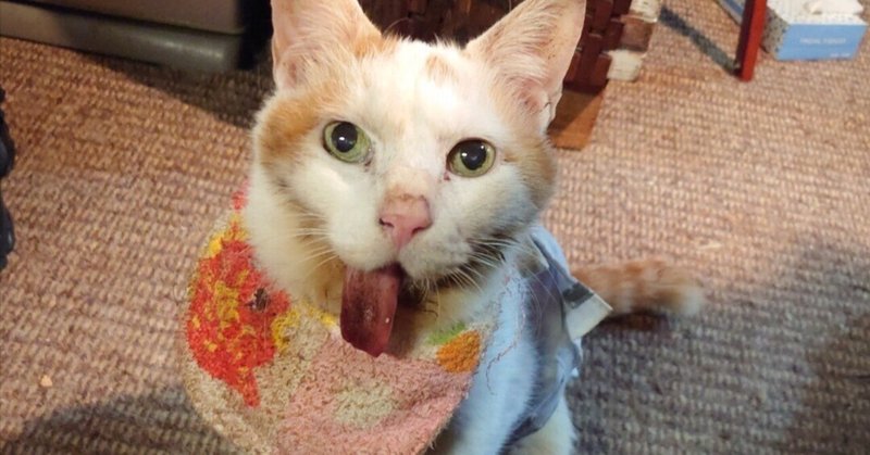 コラボイベント延期のお知らせ｜猫の扁平上皮癌