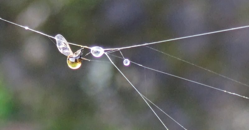 一枚の画像~クモの糸
