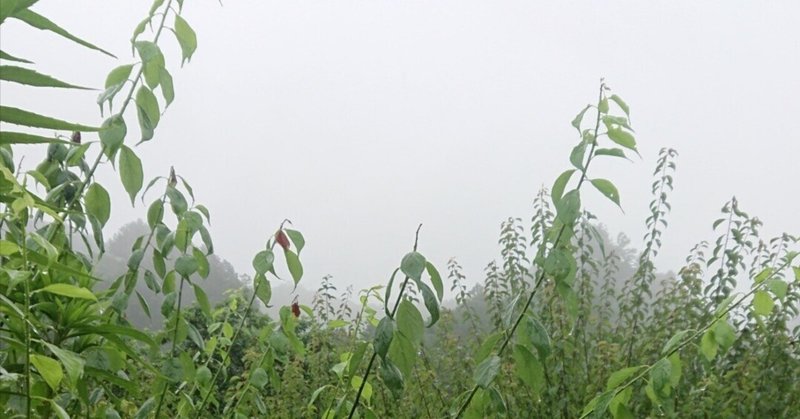 雷が鳴っている時、どうしたらいいの？