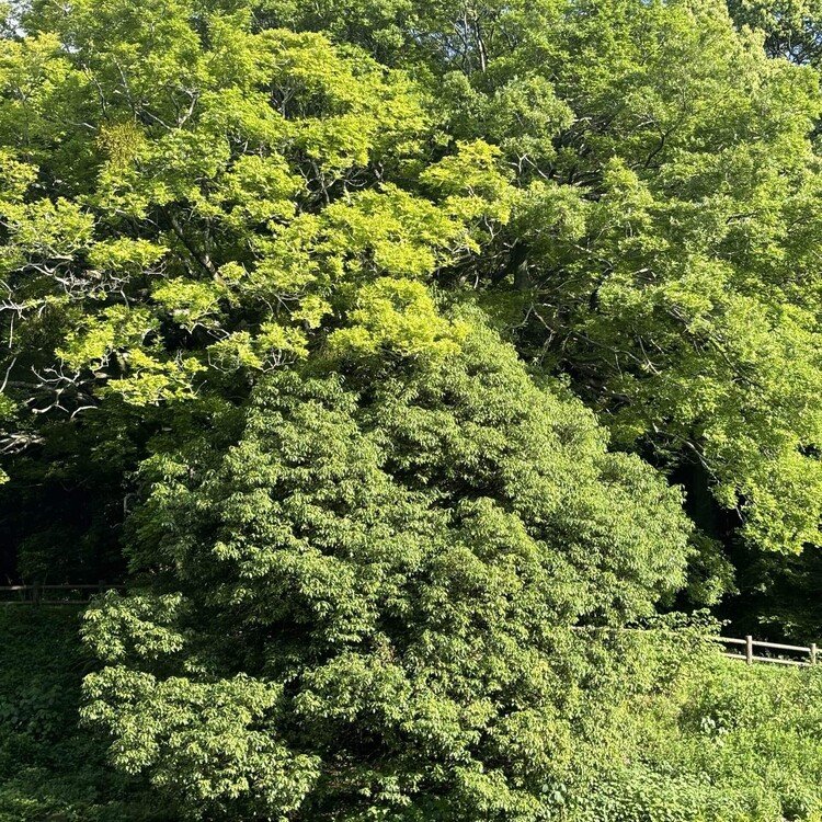 ☀️高気圧に覆われた朝、晴れたね！おはようございます。今日は、スズガヤを見つけた。見つめていると過去にさかのぼり、耳元で〝でんでん太鼓〟みたいに振って遊んでいた頃が脳裏に蘇る。なななななつかしい。なんで、あんなに楽しかったんだろ。今は、摘むことすらしなくなったな。いや、あえて摘まなくなったのかな。