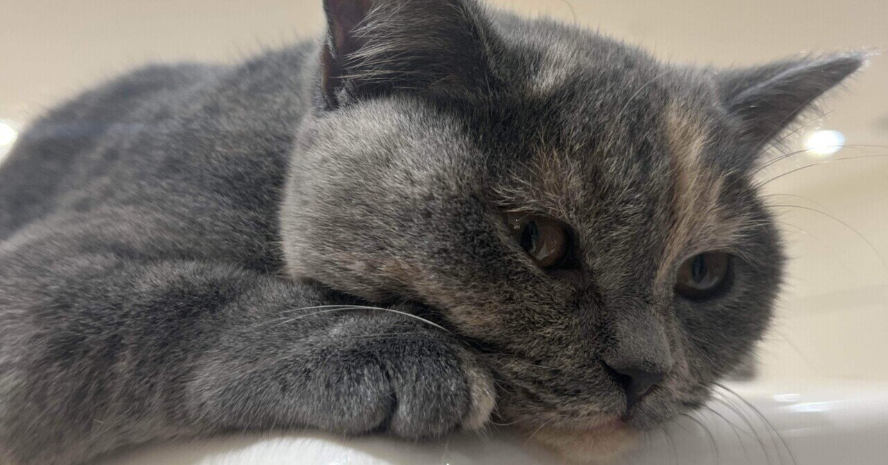 顔面偏差値高すぎる。仙台駅すぐNEWオープンの猫カフェに行ってきた｜ASUKA