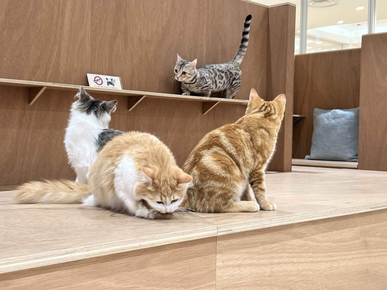顔面偏差値高すぎる。仙台駅すぐNEWオープンの猫カフェに行ってきた｜ASUKA