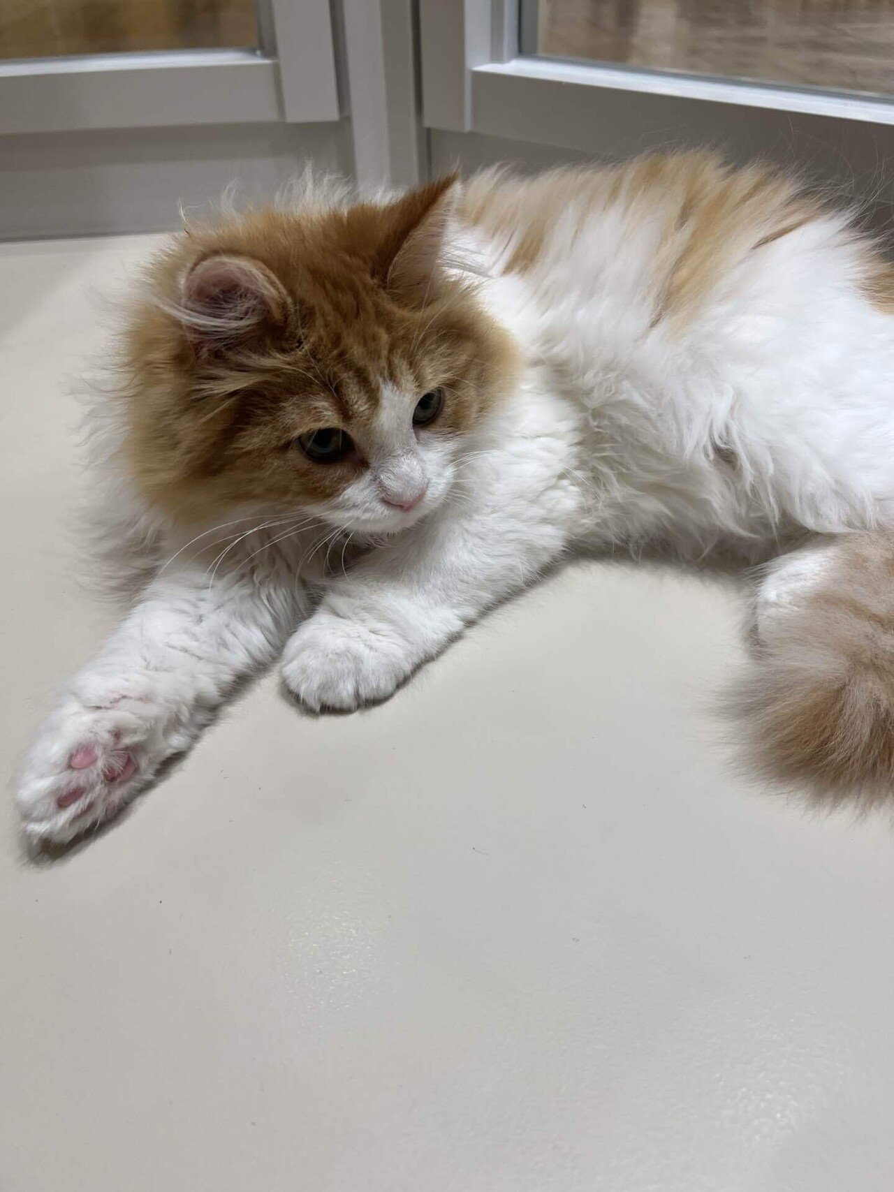 顔面偏差値高すぎる。仙台駅すぐNEWオープンの猫カフェに行ってきた｜ASUKA