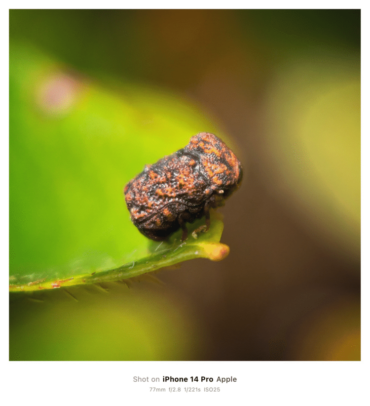 #そのへんの3cm vol.2586 iPhoneでマクロ連載#ツツジコブハムシ その1通称  #ツツジムシクソハムシ 。念願の「虫糞葉虫」を見つけたぜ！すごく嬉しいので数回に分けて虫糞葉虫シリーズを連載します。#コウチュウ目ハムシ科コブハムシ亜科 
