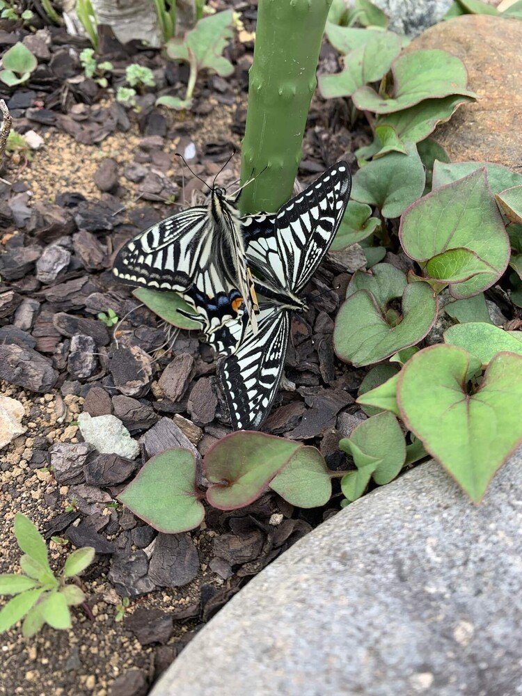 春も真ん中辺りになって来て、虫たちも活動し始めました。今日は、我が家の庭でアゲハ蝶が交わっていました❤️お邪魔いたしました…