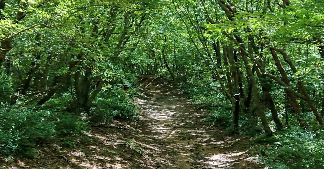 くまモン大好き Note