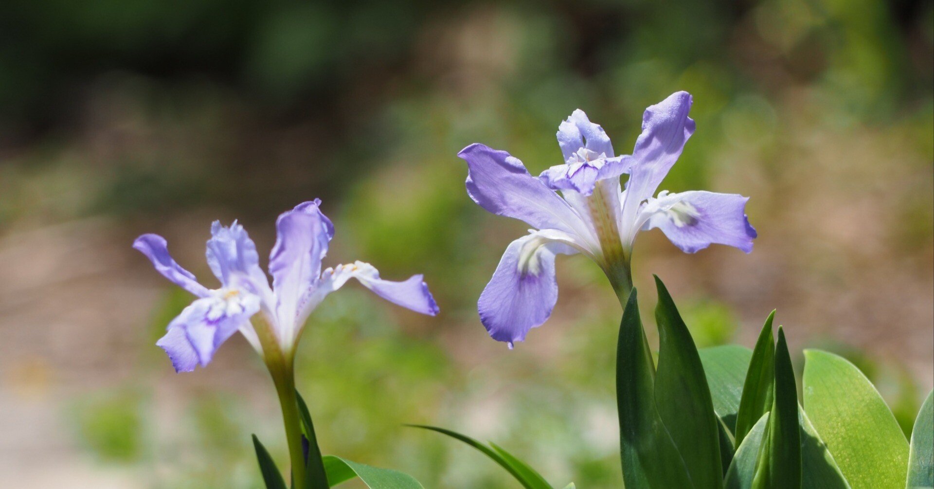 一初（いちはつ）菖蒲（あやめ）杜若（かきつばた）｜鈴木咲子/ Sakiko
