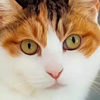 ねこのしっぽ