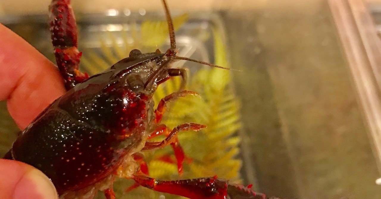 第60回 調子に乗った僕はザリガニに足をすくわれた まるこす Note 第60回 調子に乗った僕はザリガニに足をすくわれた まるこす Note