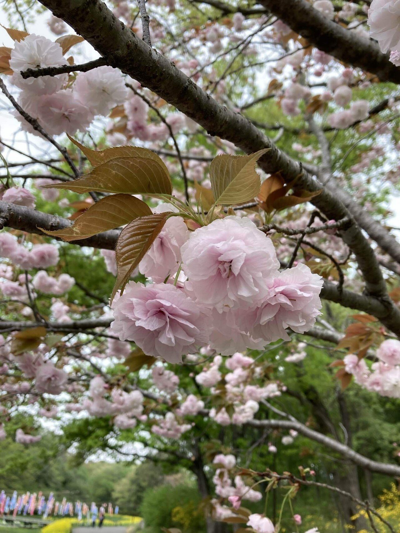 八重桜の花びら｜そば茶