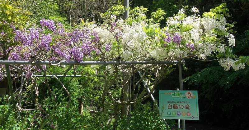ウォーキング：藤枝白藤の滝と蓮華寺池公園の藤