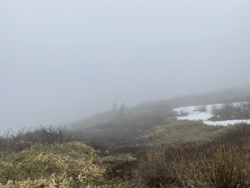 霧の中の枯れたこうざん植物の写真