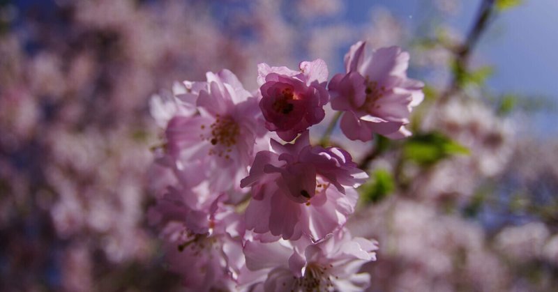 2024年の桜🌸と写真と私