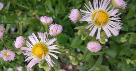 家庭で使える薬草107種　中村臣市郎 家庭で使える薬草107種 | 中村 臣市郎 |本 | 通販 | Amazon