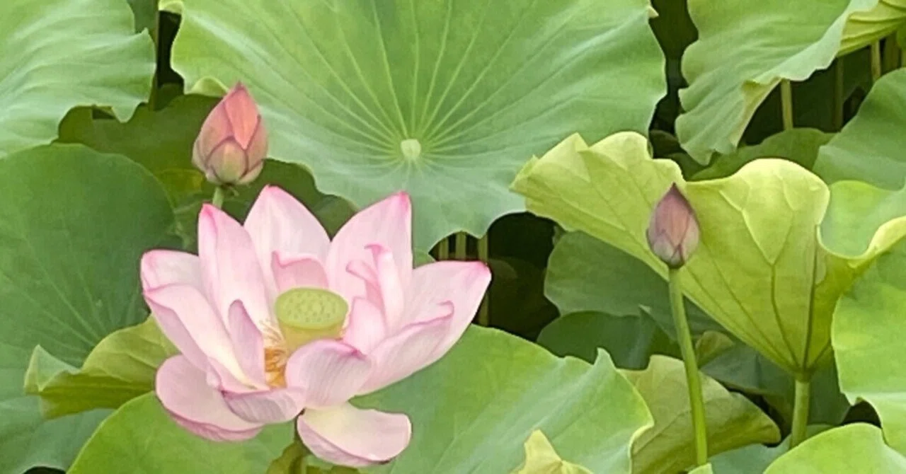 [Tokyo Sightseeing] Lotus Flowers at Shinobazu Pond and Summer Sentiments｜曠