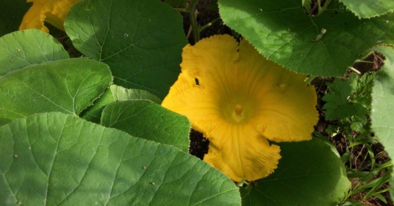 野草食日記118 マッシュポテトのかぼちゃの花包み焼き なな艸 Note