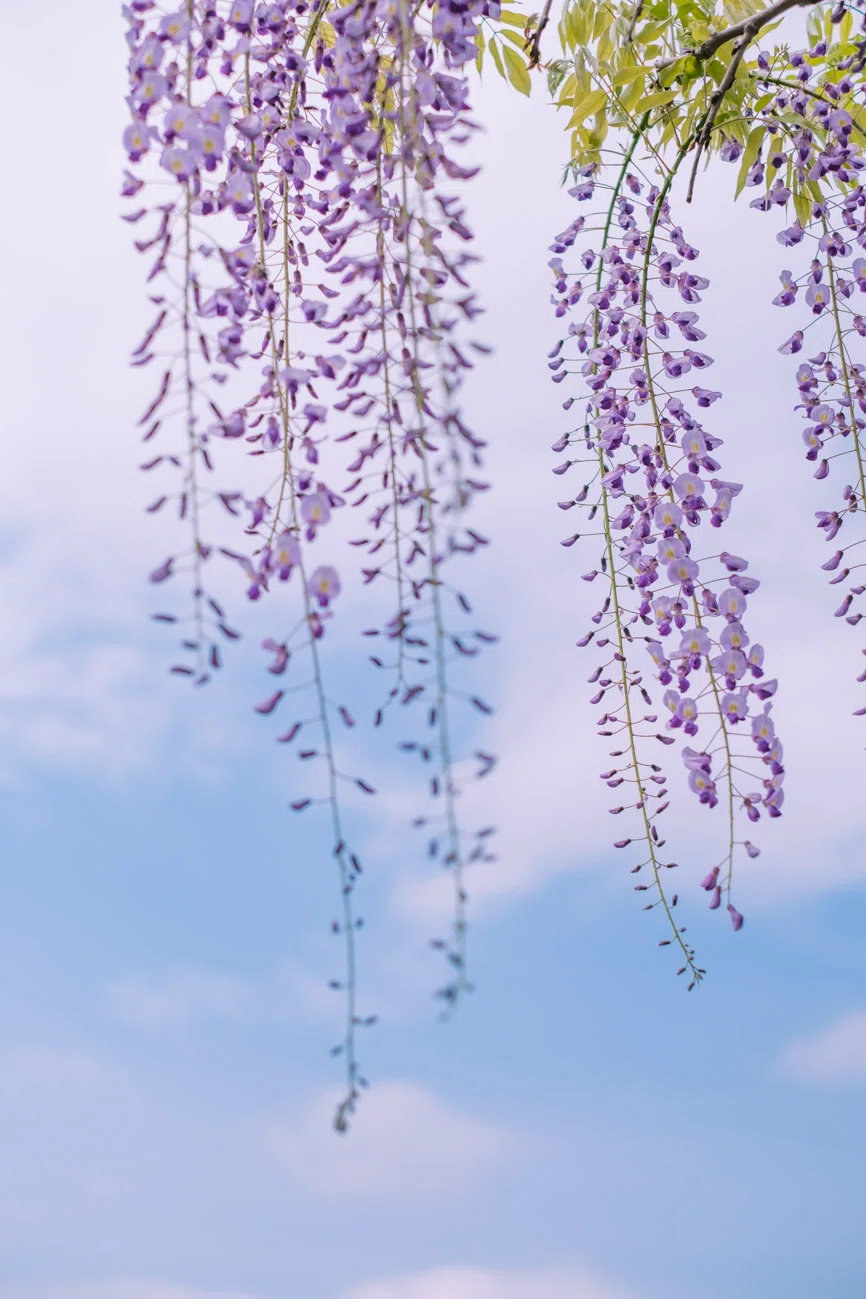 春花 XF35mmF1.4 Rで撮る春の花｜fumi