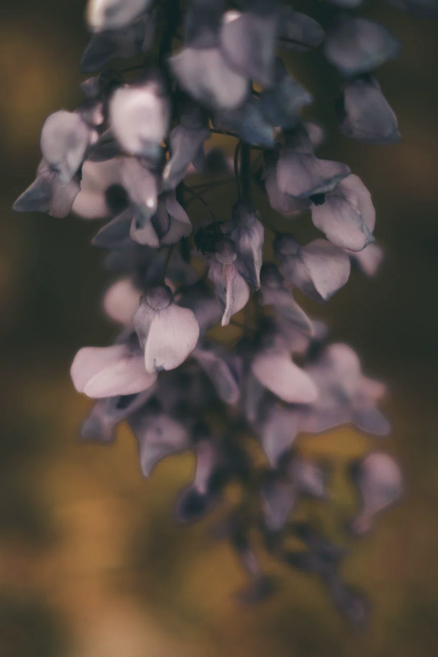 XF35mmF1.4 Rで撮る春の花｜fumi