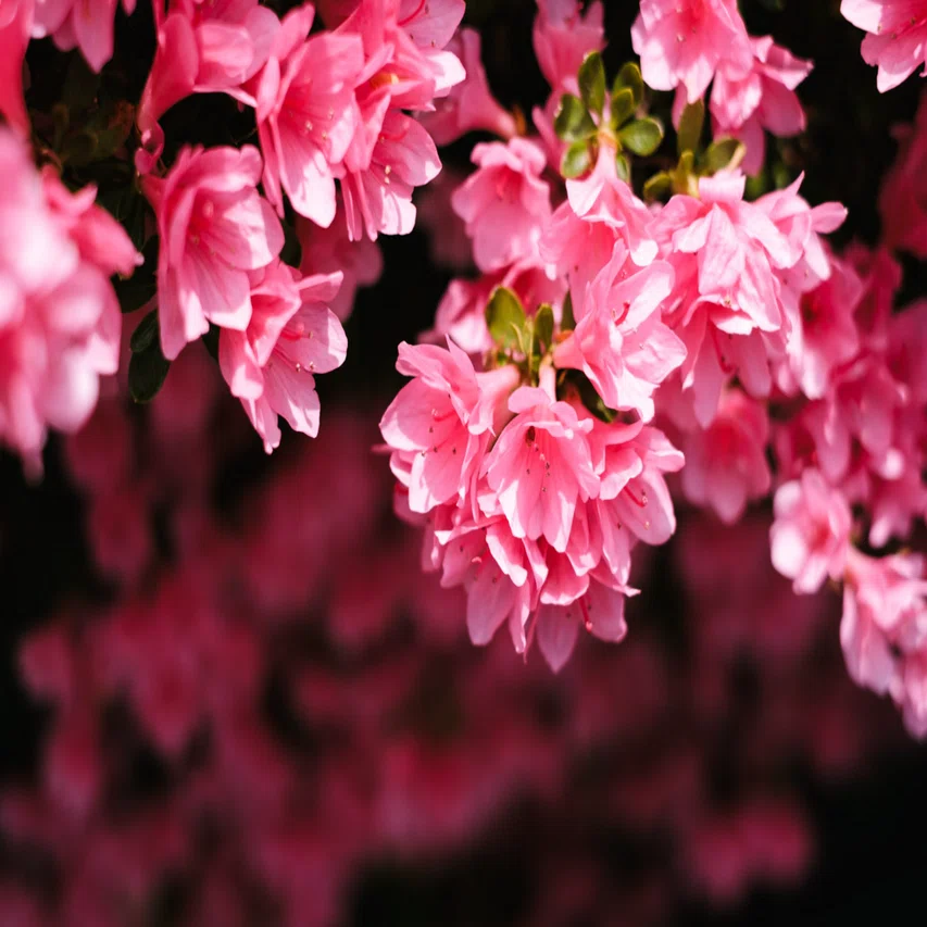 XF35mmF1.4 Rで撮る春の花｜fumi