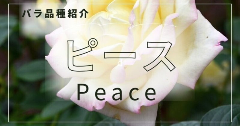 ピース(Peace)