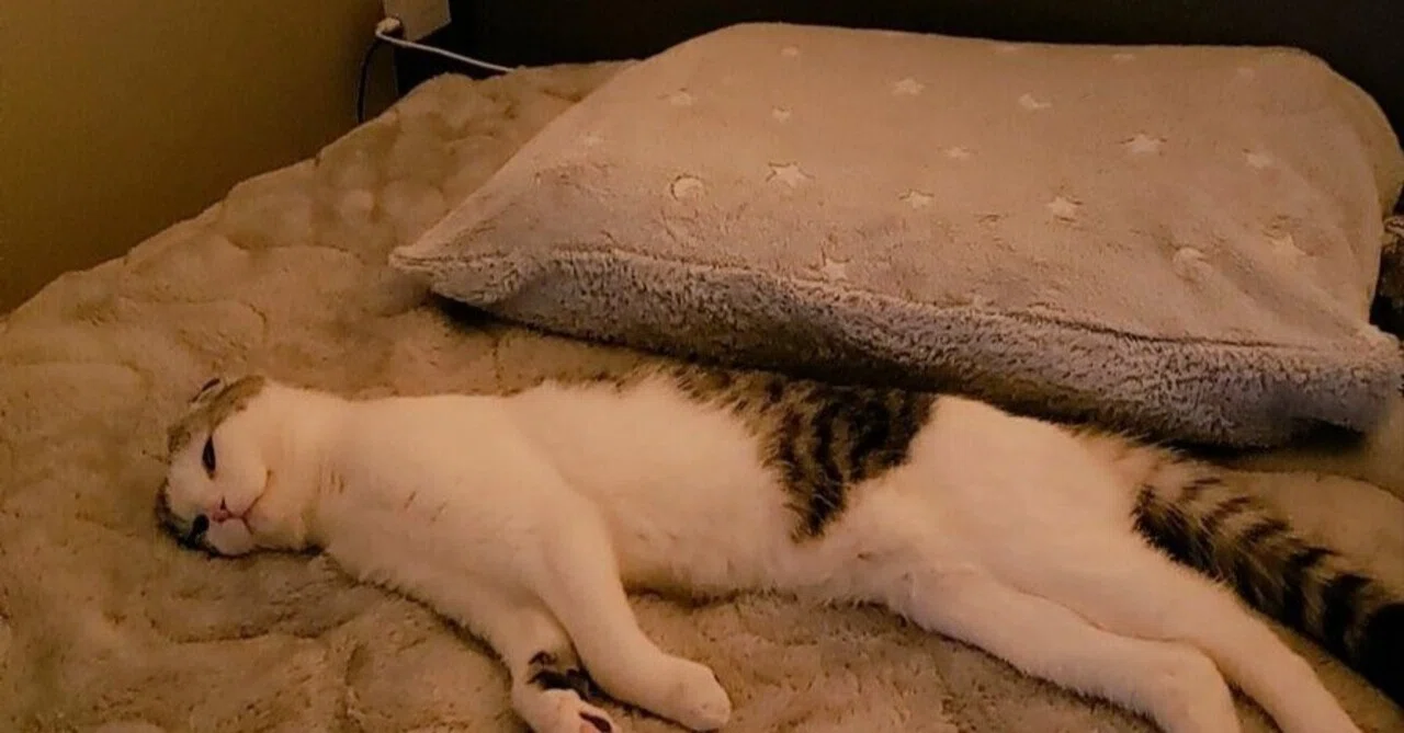 そこで寝られると一番困る」という絶妙なポイントで横たわる猫ちゃん